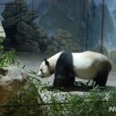 판다 이미지