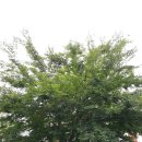 느티나무사우나 이미지