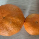 진홍농장 이미지