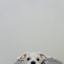 소랑동물병원 이미지