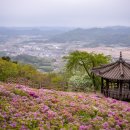 가섭사석가여래좌상 | 음성군 5월 여행지 추천 가섭사 철쭉 풍경