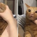 냥냥살롱 이미지