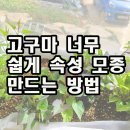 고구마 너무 쉽게 속성 모종 만드는 방법 이미지