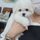 천연 버블샵 비누