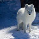 북극에서 만날 수 있는 동물들 이미지