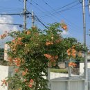 조천약국 이미지