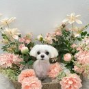 코코바코 이미지