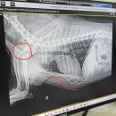 #멍멍 | 대구 수성구 동물병원 : 24시황금동물의료센터