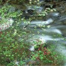 가람가에 이미지