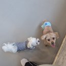 멍더캐슬 이미지