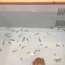 에덴미어캣프랜즈 이미지