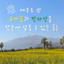 돼지야놀자 | 제주 1월, 2월 여행지 휴애리 유채꽃 축제 후기 한라산포토존 흑돼지공연 주차