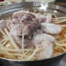 광장복어 이미지