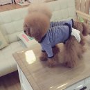 똥강아지 네이버블로그