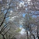 1007차 길동무 | 4/7(화) 벙개 - 중랑천 장안벚꽃안길 이미지