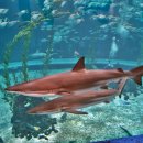 오션 아레나 이미지