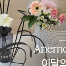 아네모네 플라워