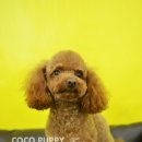 토미펫샵 이미지