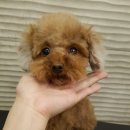 아토그루밍 이미지