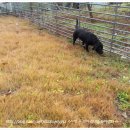 숙이농장 이미지