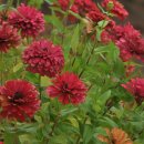 춘천여자고등학교 이미지