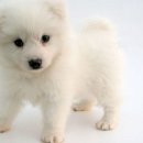 이쁜강아지 이미지