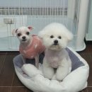 멍멍아 미용하개 이미지