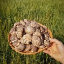 봄맞이 표고농장 이미지