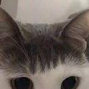 그린보드 이미지