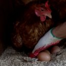 유나네 자연숲 농장 이미지