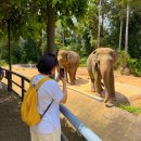 (주)모바일버스 | 푸꾸옥 사파리 주트램 빈펄 사파리 버스 피크타임 입장권 할인