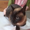 알았당개 이미지