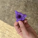 조아라 플라워 이미지