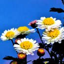 데이지 이미지