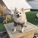러블리(Lovely) 강아지
