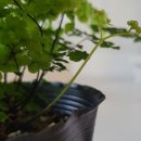 초록동행, 식물일기 | [식물집사 일기] 수줍게 고개를 든 초록 요정, 아디안텀의 8일간의 기적