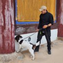 한국특수탐지견센터 이미지