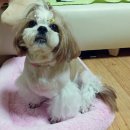 다몬 이미지