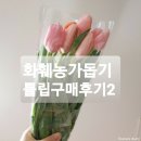 화훼농가 돕기 튤립 + 에버랜드 한정 튤립베어리🌷