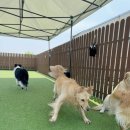 댕교오겠습니다 이미지