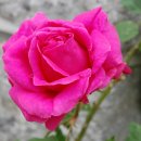 장미로 이미지