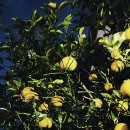 (주)허 브 이미지