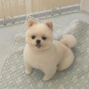 알콩달콩 애견미용실 이미지