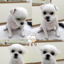 멍블랑 반려견미용실 이미지