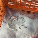 홍어한마리 이미지