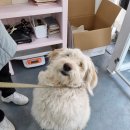 쁘리에숑 이미지