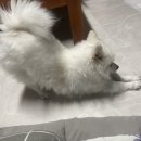 아빠짬뽕 이미지