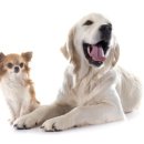 고등동물병원 이미지