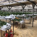 옹골농장 이미지