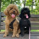 바나나 반려견 미용실 | 일산애견미용실 - 바나나반려견미용실